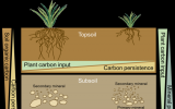 <font color=red>中科院</font>植物所土壤碳稳定机制研究取得进展
