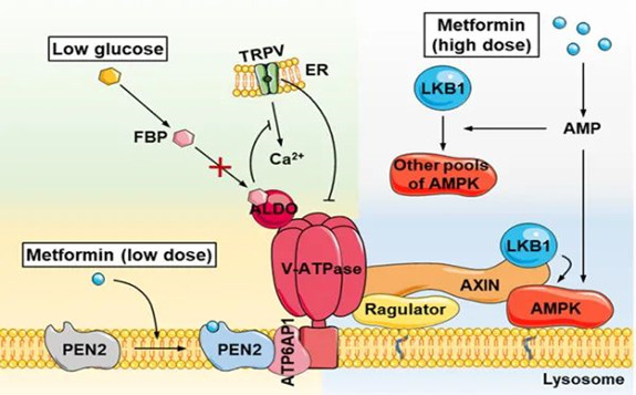 研究揭示药物二甲双胍的作用靶点及分子机制